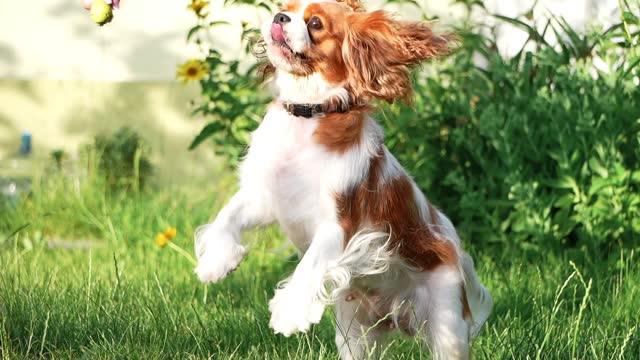 Cute Cavalier King Charles Spaniel on a walk in the park on a summer evening. Girl playing with a dog in the park
