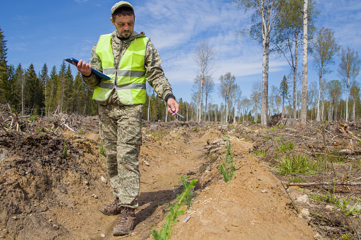 A forest engineer checks the quality of planting spruce seedlings at the site of a felled forest.