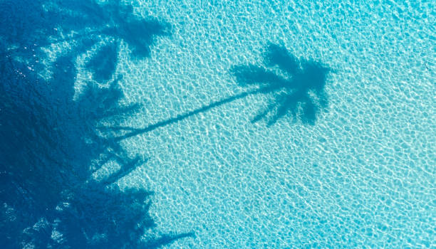 the shadow of palm tree with blue wall. minimal abstract tropical beach water with crystal clear water on beach background - caraïbische zee fotos stockfoto's en -beelden