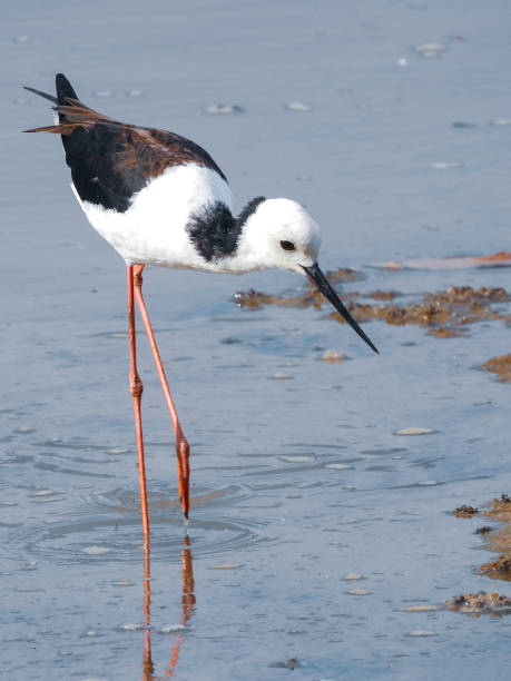 istock Pied Stilt Looking for Food 1924143770
