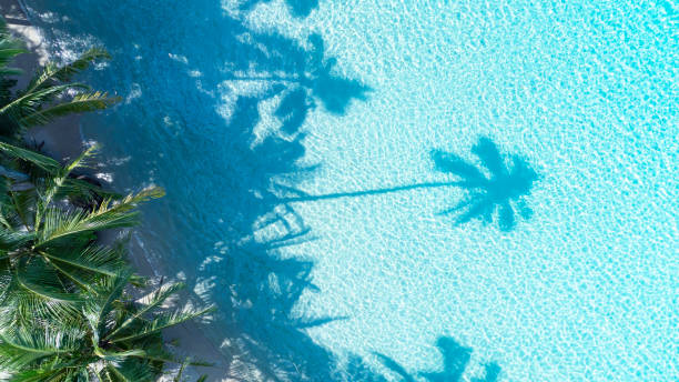 istock Summer palm tree  and Tropical beach with blue  of seashore background 1924143946