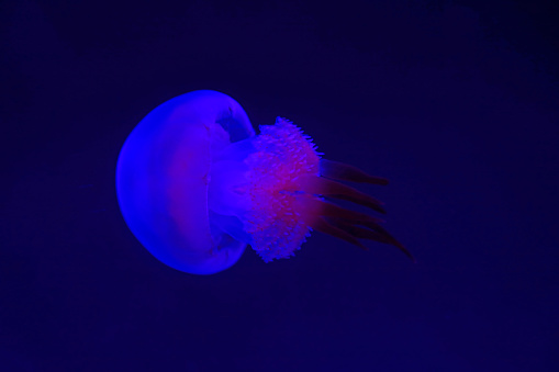 nettle jellyfish