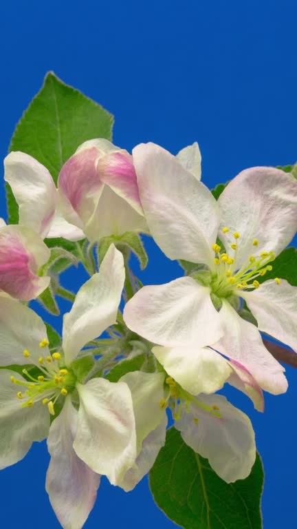 4k vertical timelapse of an Apple tree flower blossom bloom and grow on a blue background. Blooming flower of Malus domestica. Vertical time lapse in 9:16 ratio mobile phone and social media ready.