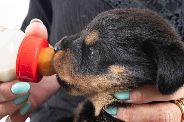 istock puppy rottweiler suckle a bottle 1924149731