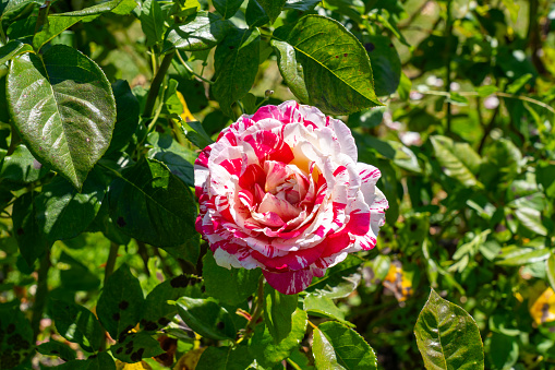 Rose is a perennial flowering plant, which can be erect shrub, climbing or trailing with stems that often have sharp prickles. Flowers vary in size and shape with colors ranging from white, yellow, purple, orange, pink to red. The blooming time is from early summer to fall.