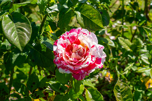 Growth of blooming wild rose with drops of rain against green background