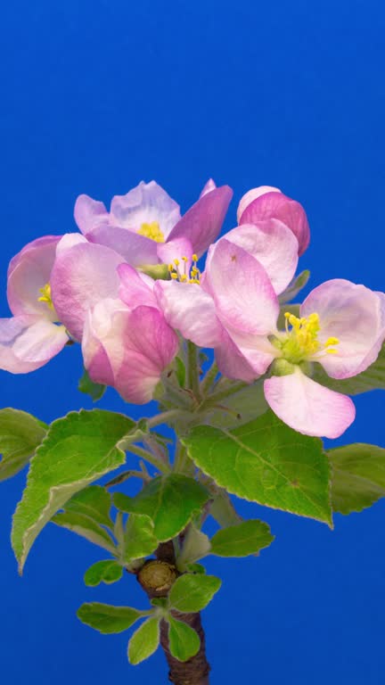 4k vertical timelapse of an Apple tree flower blossom bloom and grow on a blue background. Blooming flower of Malus domestica. Vertical time lapse in 9:16 ratio mobile phone and social media ready.