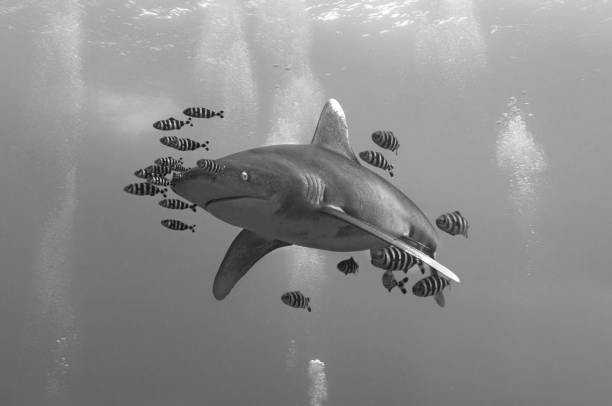 istock Langimanus ocean whitetip shark with pilot fish in the deep, Daedalus reef, Red Sea, Egypt. 1924173699