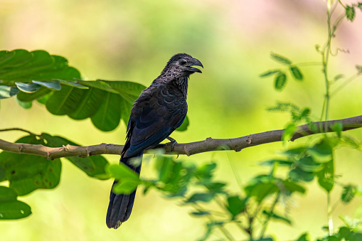 Groove-billed ani (Crotophaga sulcirostris), tropical bird in the cuckoo family. Cesar department. Wildlife and birdwatching in Colombia