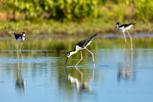 The black-necked stilt (Himantopus mexicanus), locally abundant shore bird of American wetlands and coastlines. Guanacaste department. Wildlife and birdwatching in Colombia