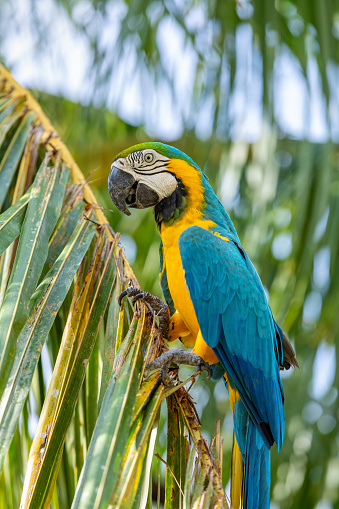 Blue-and-yellow macaw (Ara ararauna), also known as the blue-and-gold macaw, is a large Neotropical parrot. Malagana, Bolivar department. Wildlife and birdwatching in Colombia