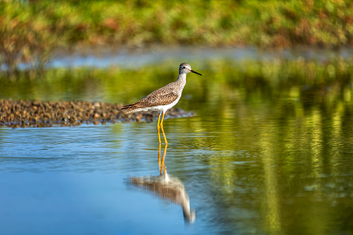 Greater yellowlegs (Tringa melanoleuca), large shore bird in the family Scolopacidae. Guanacaste department. Wildlife and birdwatching in Colombia