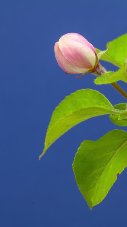 4k vertical timelapse of an Wild Apple tree flower blossom bloom and grow on a blue background. Blooming flower of Malus domestica. Vertical time lapse in 9:16 ratio mobile phone and social media ready.