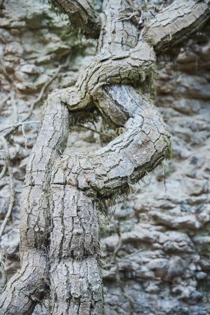 istock Forest landscape in late autumn or early spring. Tree branches embedded in the rock. Lianas. Subtropical climate 1924203719