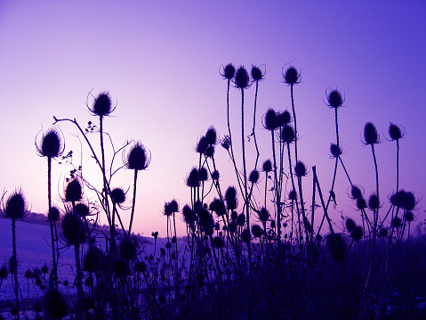 Purple- Blue Mood. Icy Winter Landscape With Black Thistle Silhouettes Against Sunrise Sky. Back Lit.