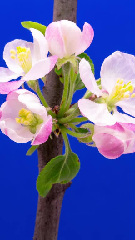 4k vertical timelapse of an Wild Apple tree flower blossom bloom and grow on a blue background. Blooming flower of Malus domestica. Vertical time lapse in 9:16 ratio mobile phone and social media ready.