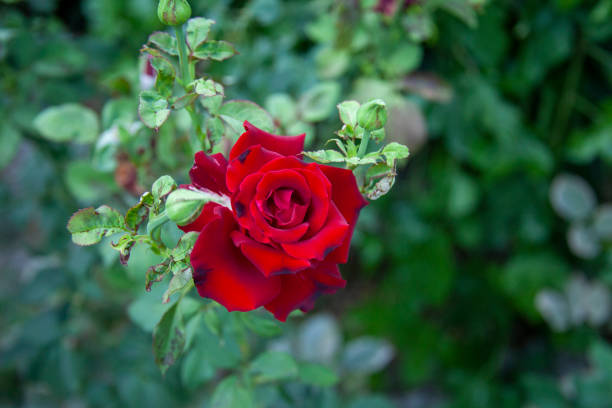 a beatiful rose in the garden