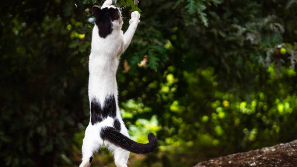 istock a cat jumping through the air 1924239305