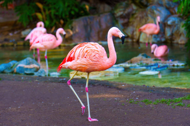 American flamingo (Phoenicopterus ruber)