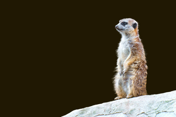 istock Young Meerkat on a Rock Isolated 1924244636