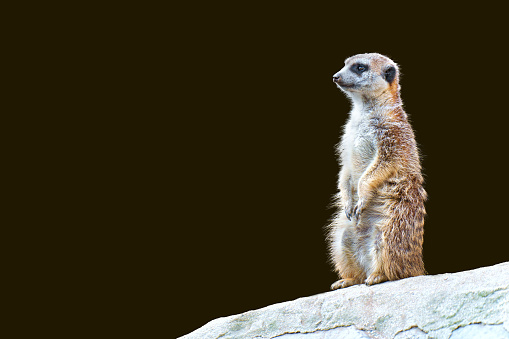 Close-up of a curious meerkat in full stature, perched on a rock and attentively observing its surroundings, isolated on black background.