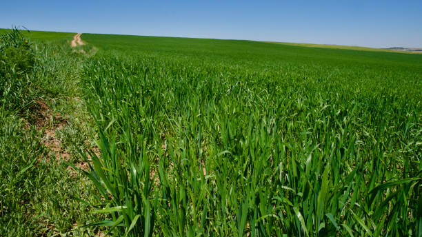 istock Green fields in spring. Blue skies, green fields and dirt roads. 1924246276