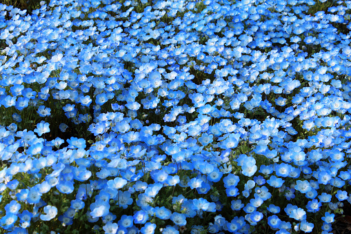 Nemophila flowers blooming all over the area