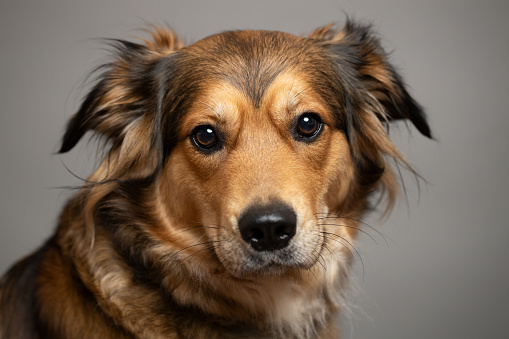 head shot of a panting Border Collie, isolated