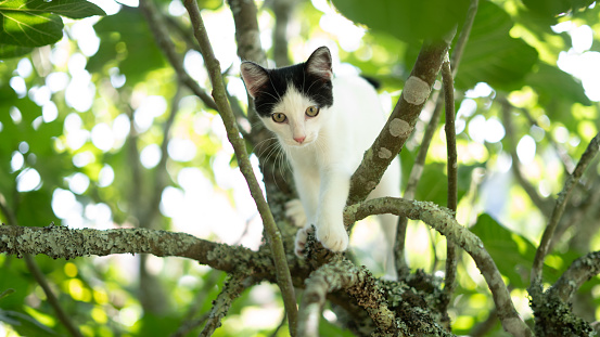 Cute cat stuck in a tree waiting for assistance