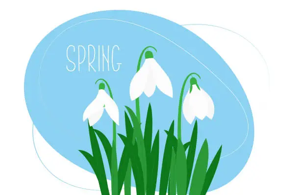 Vector illustration of Spring. Vector background with snowdrops.