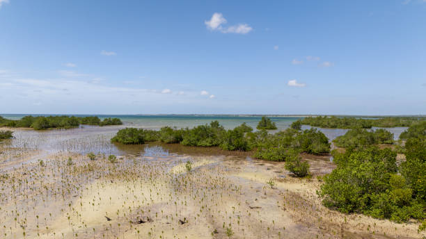 istock Vibrant valley enveloped by trees in Mangroove Palma District in Cabo Delgado, Mozambique 1924259525