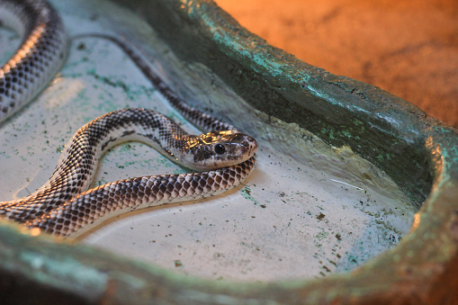 A corn snake close up. So close. Looking to the camera. Black color. On the drinking place. Close up.