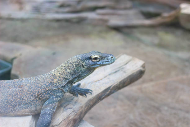 istock A Komodo dragon lying down on the branch. 1924263277