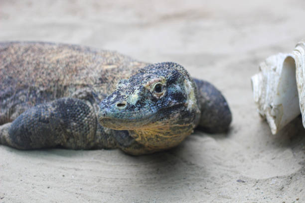 istock A Komodo dragon is lying on the sand. 1924263809