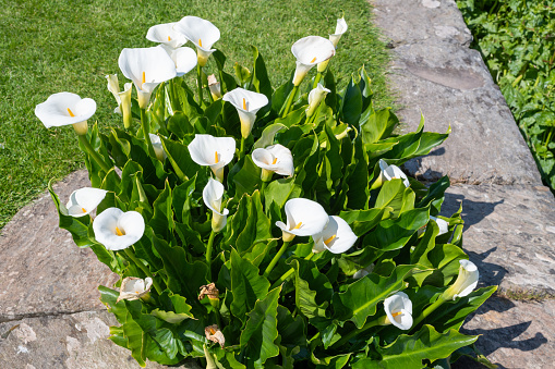 Close up of calla lily (zantedeschia aethiopica) flowers in bloom
