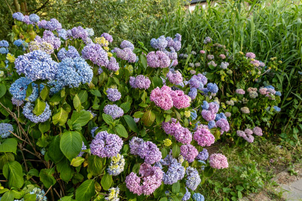istock Close-up of blue and pink hydrangea flowers as a background 1924275477