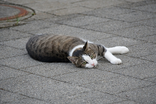 A serene domestic cat enjoys a moment of relaxation on the pavement, showcasing the tranquil life of pets.