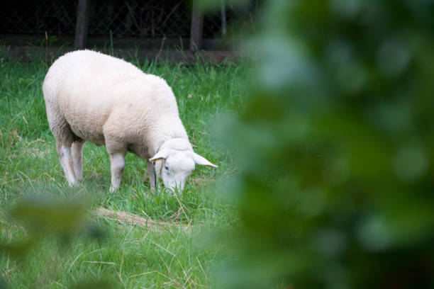 istock Grazing Sheep in a Green Pasture 1924279309
