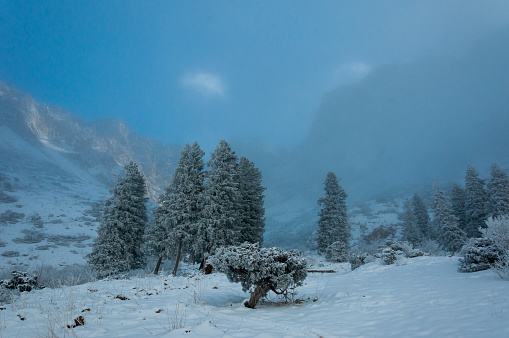 Lone archa tree, frosted branches, snowy pines, misty mountains loom, snowy landscape, untouched tranquility, winter chill, dusk light, peaceful wilderness, pristine cold, silent evening.