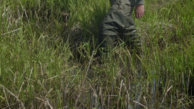A man in the hoods goes through a swampy area.
