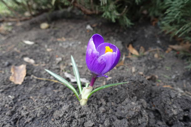 Single flower of purple Crocus vernus in March