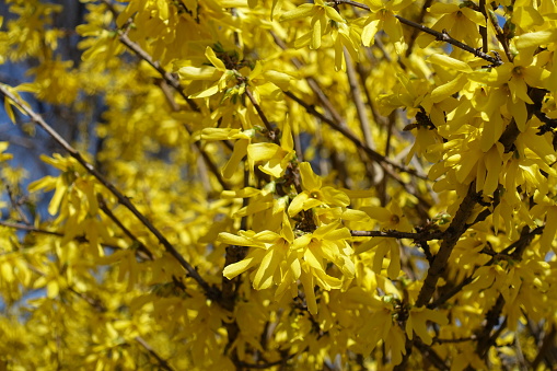 Myriad of yellow flowers of forsythia against blue sky in March