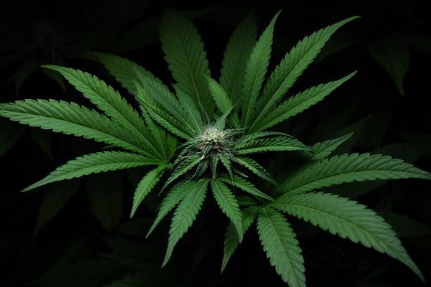 istock White Widow cannabis strain close-up shot 1924289598