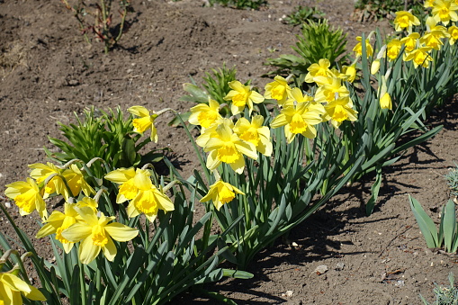 Many yellow flowers of common daffodils in a row in March