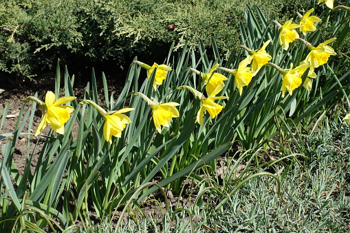 Side view of row of yellow flowers of common daffodils in March
