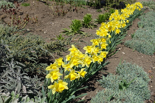 Plenty of yellow flowers of common daffodils in a row in March