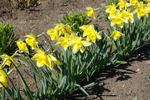 Multiple yellow flowers of common daffodils in a row in March