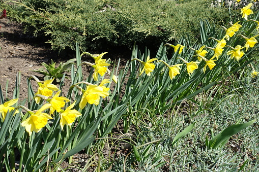 Row of yellow flowers of common daffodils in March