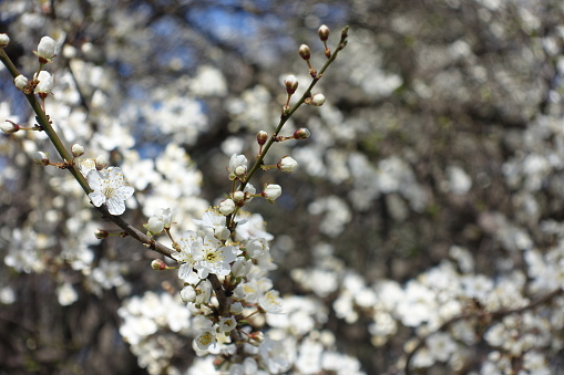 Ball shaped buds and white flowers of plum tree in March