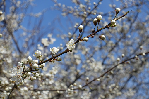 Bare branch of blossoming plum tree against blue sky in March